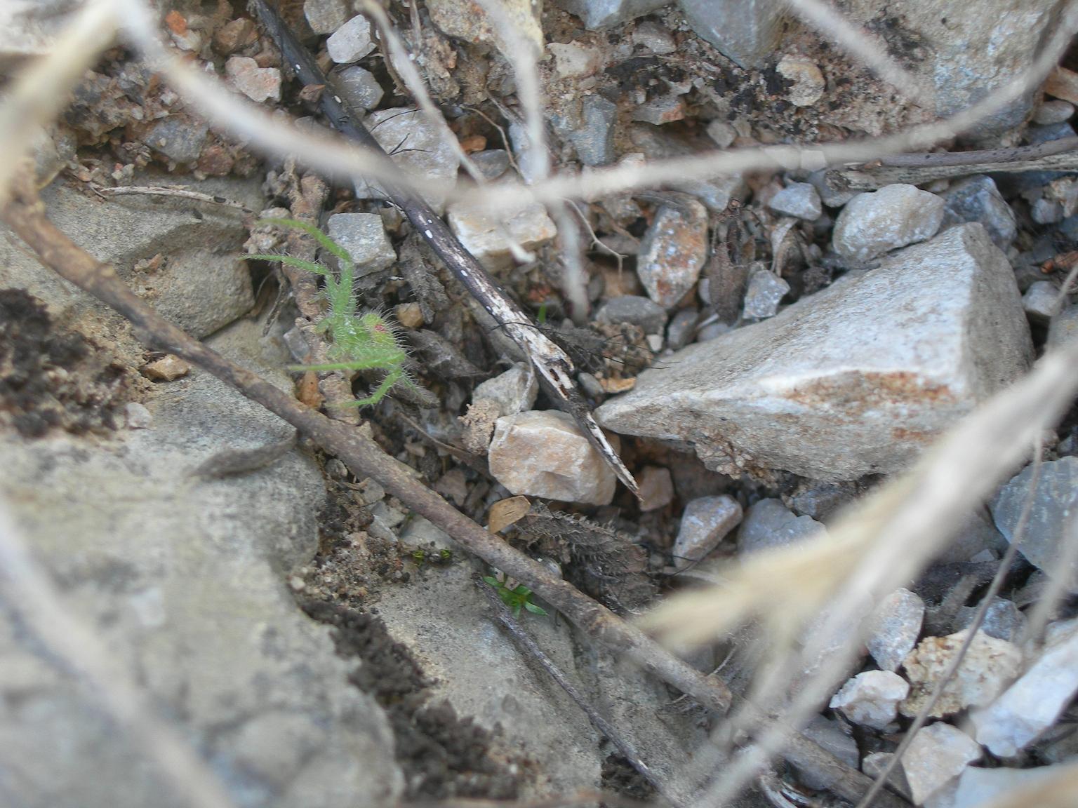 Heriaeus sp.